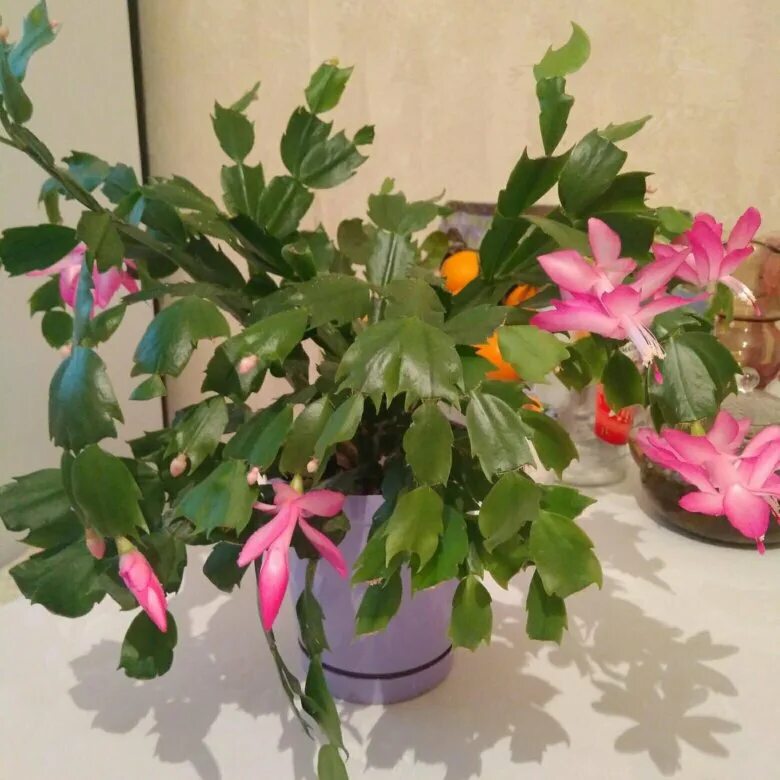 Декабрист цветок. Интернет декабристов. Декабристов белый цветок. Кашпо для декабриста. Семена декабриста.