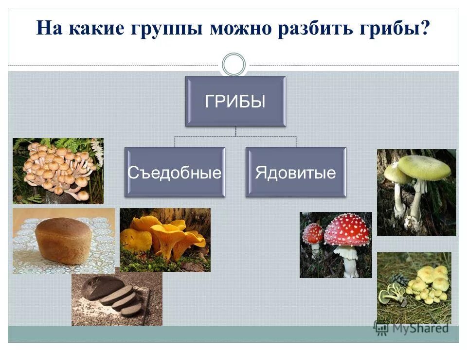 Грибы группы грибов. Три группы грибов. Название группы грибов. Деление грибов на группы.