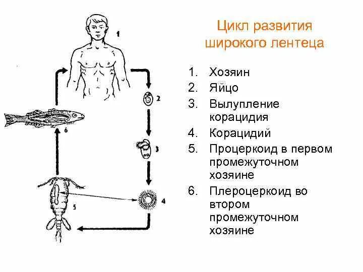 Цикл развития широкого лентеца. Жизненный цикл лентеца. Цикл развития широкого лентеца схема. Широкий жизненный цикл широкий лентец.