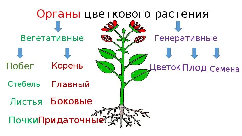 Генеративные органы тест. Органы растений вегетативные и генеративные схема. Вегетативные органы цветкового растения схема. Строение цветковых растений вегетативные органы генеративные органы. Побег,лист,почка,цветок,плод,семя,зародыш.