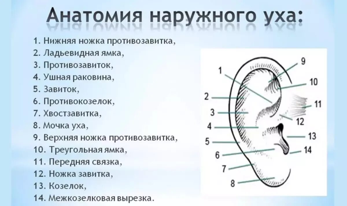 Строение наружного уха человека. Схема строения наружного уха. Строение уха внешняя часть. Строение наружного уха анатомия.