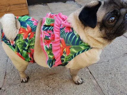 je viac ako sklon brucho swimwear for dog bikini oceán vymeniť Kývnutie