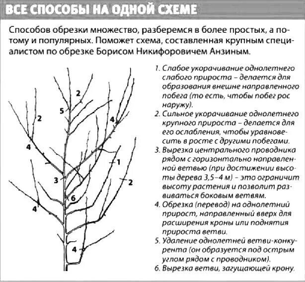 Схема обрезки плодовых деревьев. Схема обрезки плодовых деревьев весной. Схема обрезания плодовых деревьев. Весенняя обрезка плодовых деревьев схема. Обрезка яблони весной сроки