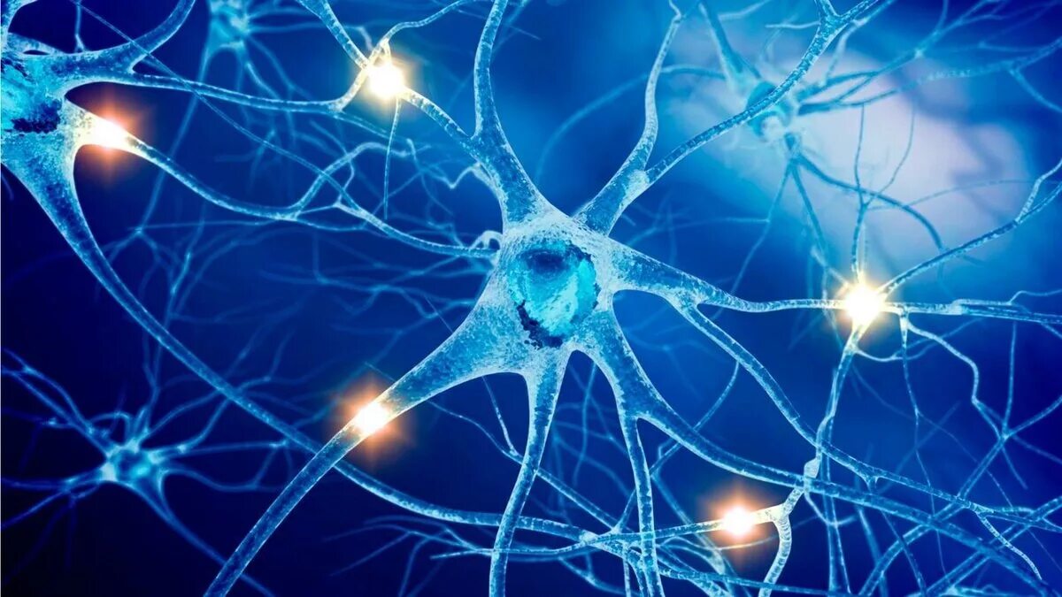 Мозг человека состоит из нейронов. Нервная система. Нервная клетка. Нервная система человека. Нервы человека.