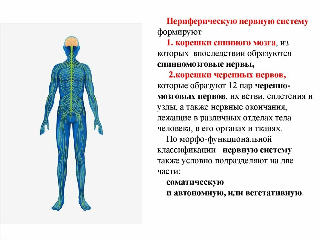 Функции периферической нервной системы человека. Периферическая НС функции. Структуры, относящиеся к периферической нервной системе. Нервная система человека строение Центральная и периферическая. Какую роль играет нервная