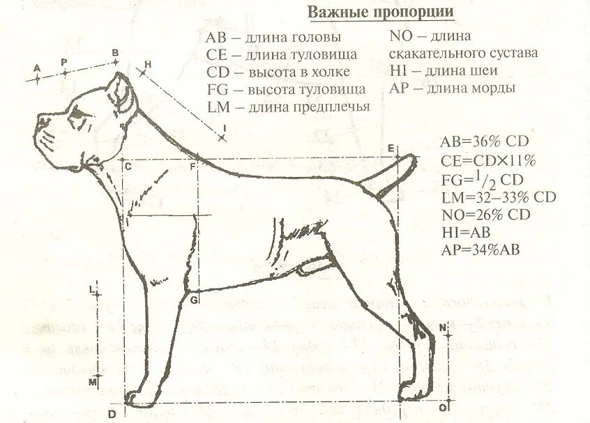 Высокая холка формирующая. Кане Корсо высота в холке. Кане Корсо рост в холке. Кане Корсо стандарт породы. Обхват морды Кане Корсо стандарт.