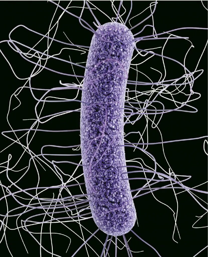 C est difficile. C. difficile микробиология. clostridium butyricum. сальмонелла. токсины клостридий а и б.