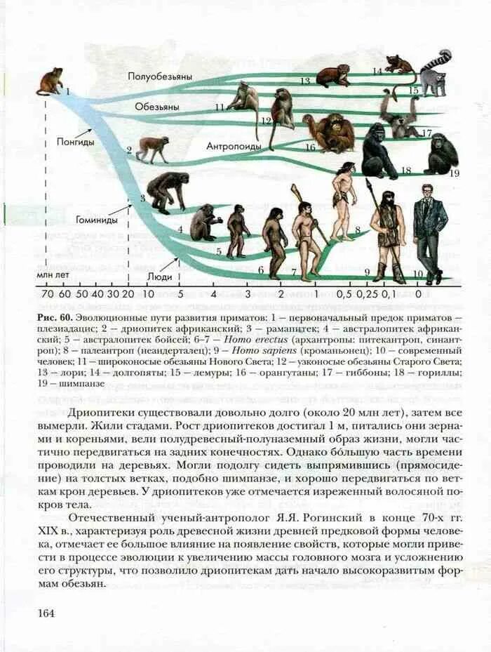 Этапы эволюции человека 9 класс пономарева. Учебник биологии Эволюция человека. Учебник по биологии стадии развития. Эволюция биология 9 класс. Учебник биологии приматы.