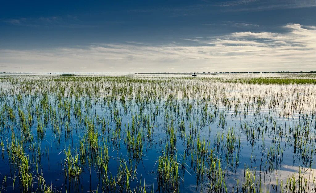Потоп на лугу. Залитый водой луг. Затопленный луг. Вода в природе. Залитый водой луг.