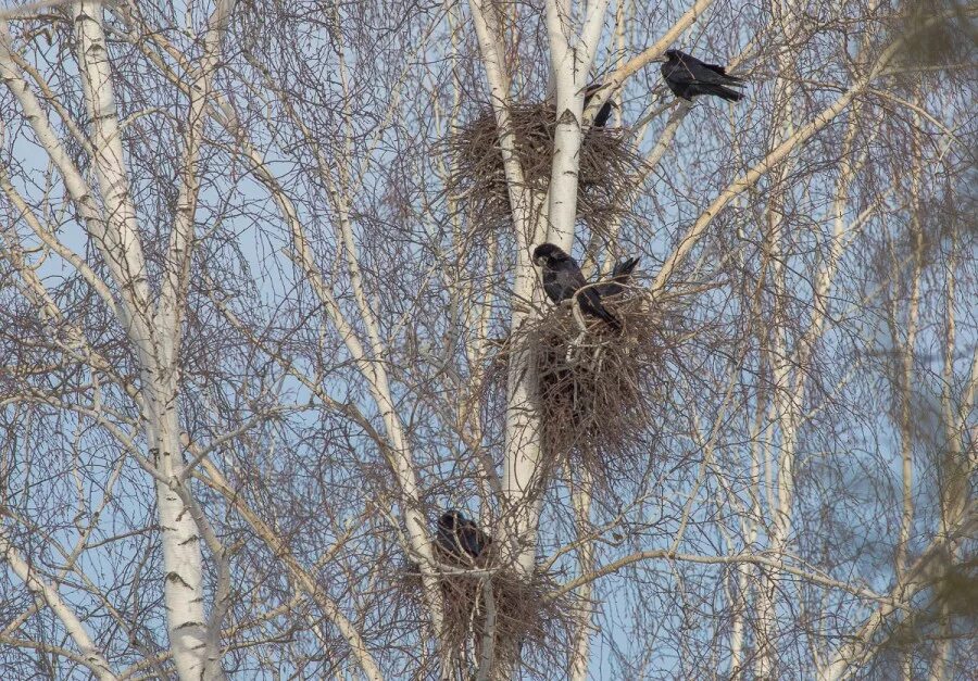 гнездо пеночки. гнездо грача. гнездо грача на березе. гнездо гнездиться гнездовье гнездовой. грач птица вьют гнезда.