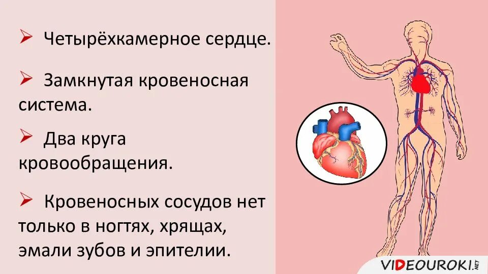 Органы кровообращения строение и работа тест. Четырехкамерное сердце и два круга кровообращения. четырёхкамерное сердце ,2 круга кровообращения. строение и работа сердца круги кровообращения 8 класс. кровеносная система человека замкнутая.