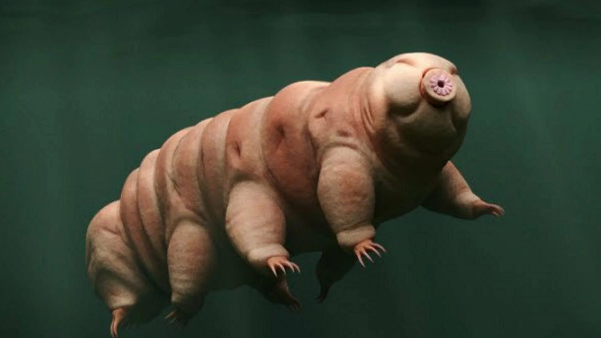 Тихоходка (tardigrada). Жук тихоходка. Морской медведь тихоходка. Жук тихоходка. Тихоходка сэм.