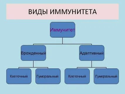 Клеточный и гуморальный