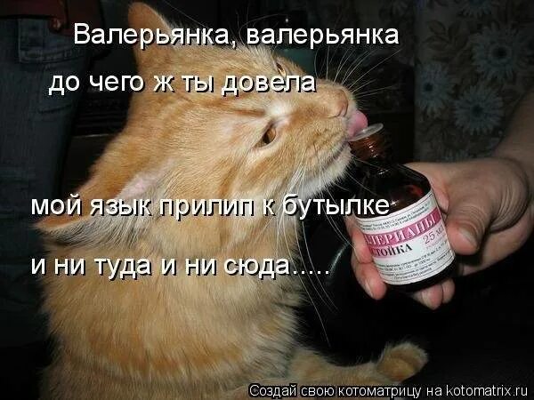 Можно валерьянку собакам. Валерьянка. шутки про валерьянку. кот нанюхался валерьянки. валерьянка прикол.