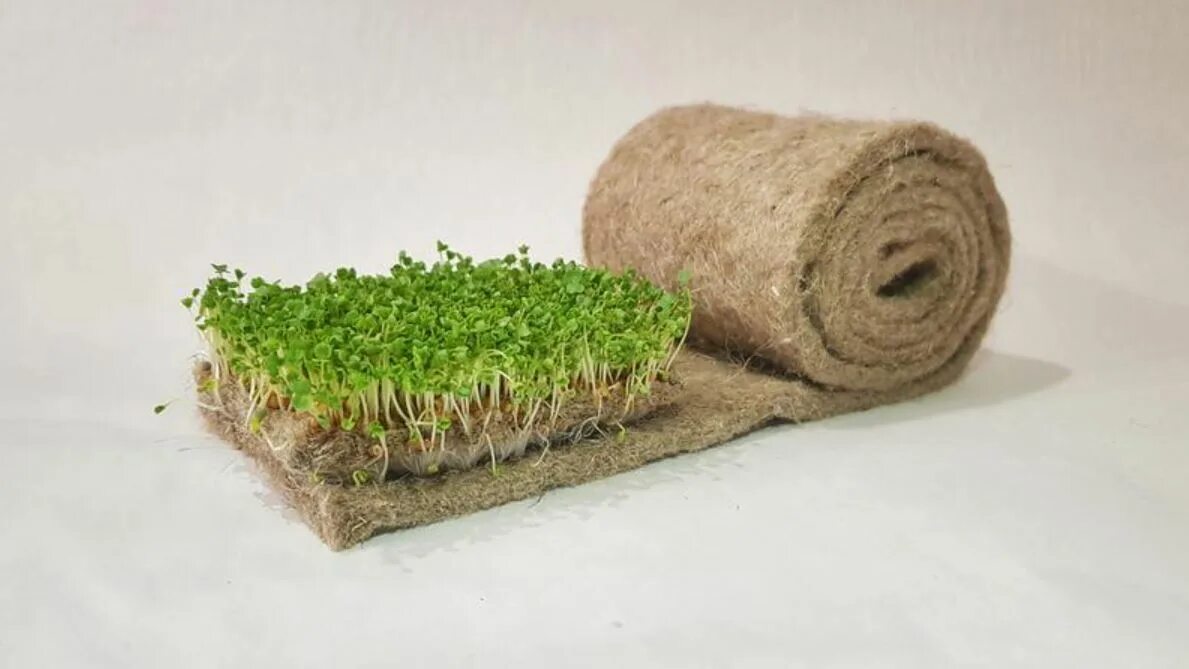 Льняной коврик для микрозелени. Микрозелень на джутовом коврике. Джутовый коврик для микрозелени. Кокосовый коврик для микрозелени.