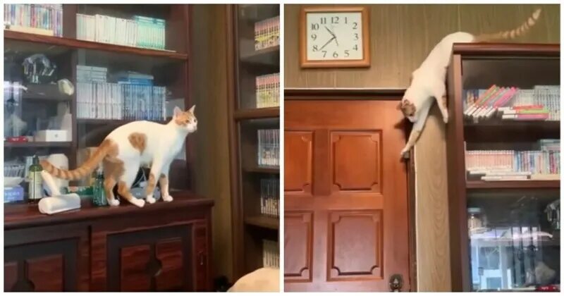 Кот открыл кран. Кот открывает дверь. Животное за дверью. Целеустремленный кот. Ловкие животные.