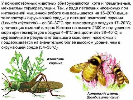 Насекомые относятся к пойкилотермным животным то есть