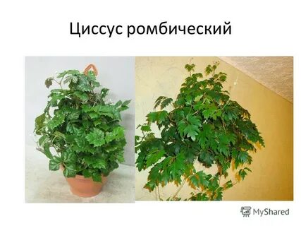 Кактус пеларгония сансевьера бегония плющ фикус