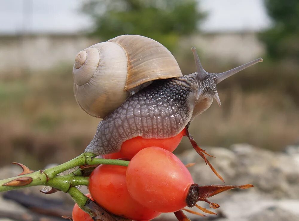 Улитка Helix pomatia. Улитка Виноградная улитка. Моллюски Виноградная улитка. Виноградная улитка фильтратор. Что едят виноградные улитки