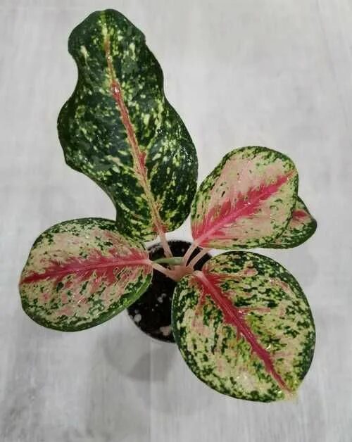 Аглаонема 10 karat. Аглаонема gwak ngern. Аглаонема панама ванилла. Аглаонема 10 карат тайский. Аглаонема копенгаген.