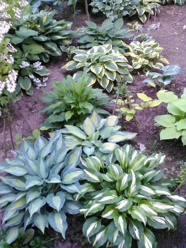 Клумба с хостой и флоксами. Флоксы хосты. Хоста и герань. Клумба лилейник астильба хоста ирис. Клумба с флоксами, пионом и хостой.