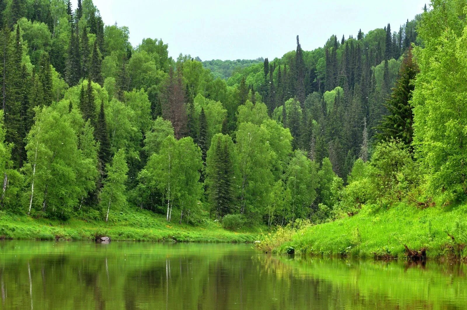 Новосибирской областях в алтайском и. Салаирский Кряж Черневая Тайга. Черневая Тайга Кузнецкий Алатау. Салаир (национальный парк) Черневая Тайга. Черневая Тайга Алтайского края.