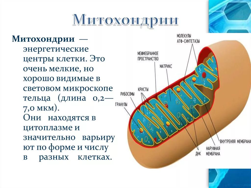 Строение митохондрии клетки. Митохондрии их строение и функции. Митохондрии структура и функции. Состав и строение митохондрии. Митохондрия аэробный