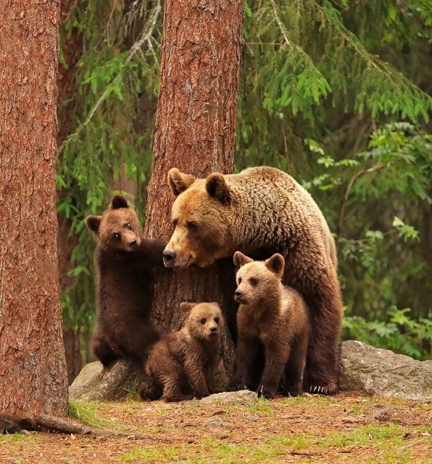 Жизнь медведей в лесу. Бурый медведь с медвежатами. Бурый медведь с медвежатами в лесу. Бурый медведь Медведица с медвежонком. Бурый медведь Пестун.