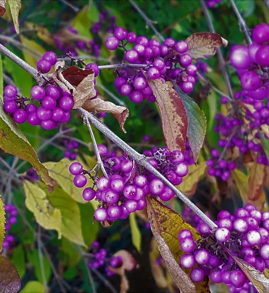 фиолетовые ягоды названия. фиолетовые фрукты и ягоды. фиолетовые ягоды. лиловые ягоды. фиолетовый фрукт.