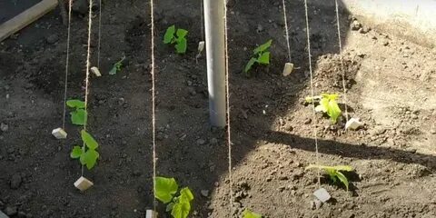 В какую почву сажать огурцы в теплице