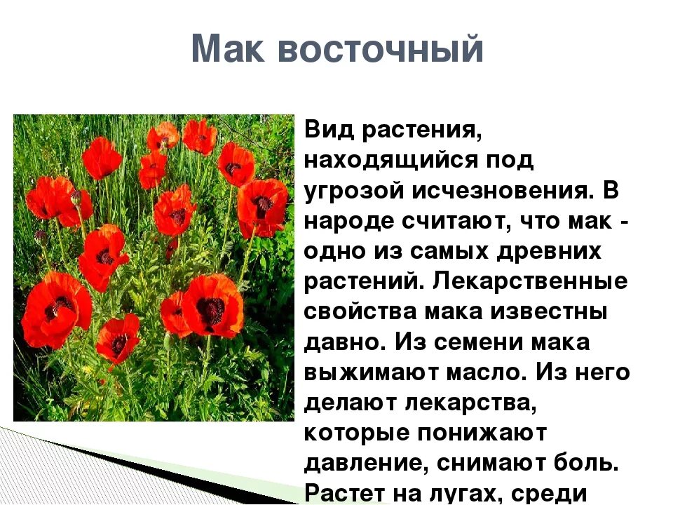 Мак кратко. Мак описание растения. доклад о маке. мак цветок описание. маки описание цветка.