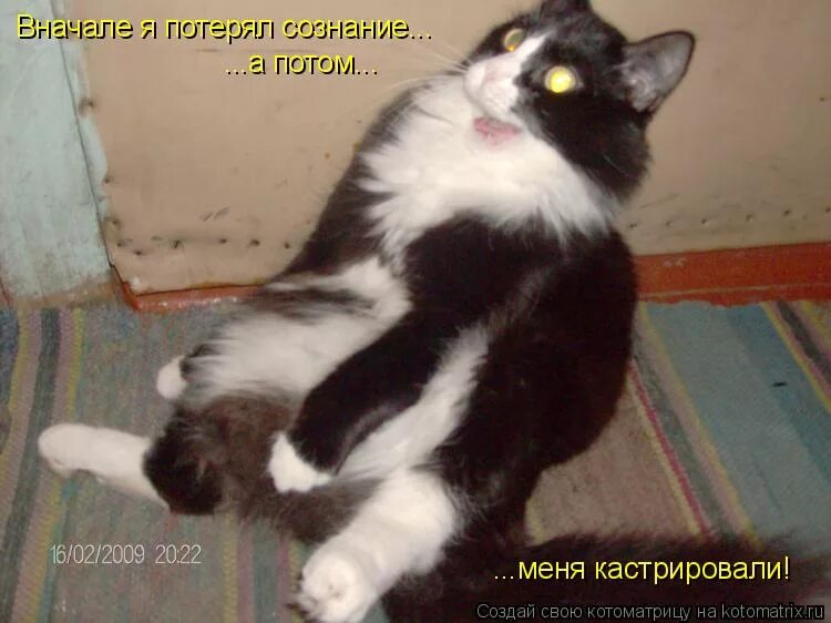 песня меня кастрировали