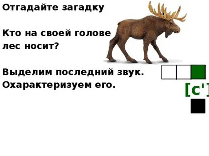 Кто на голове лес носит