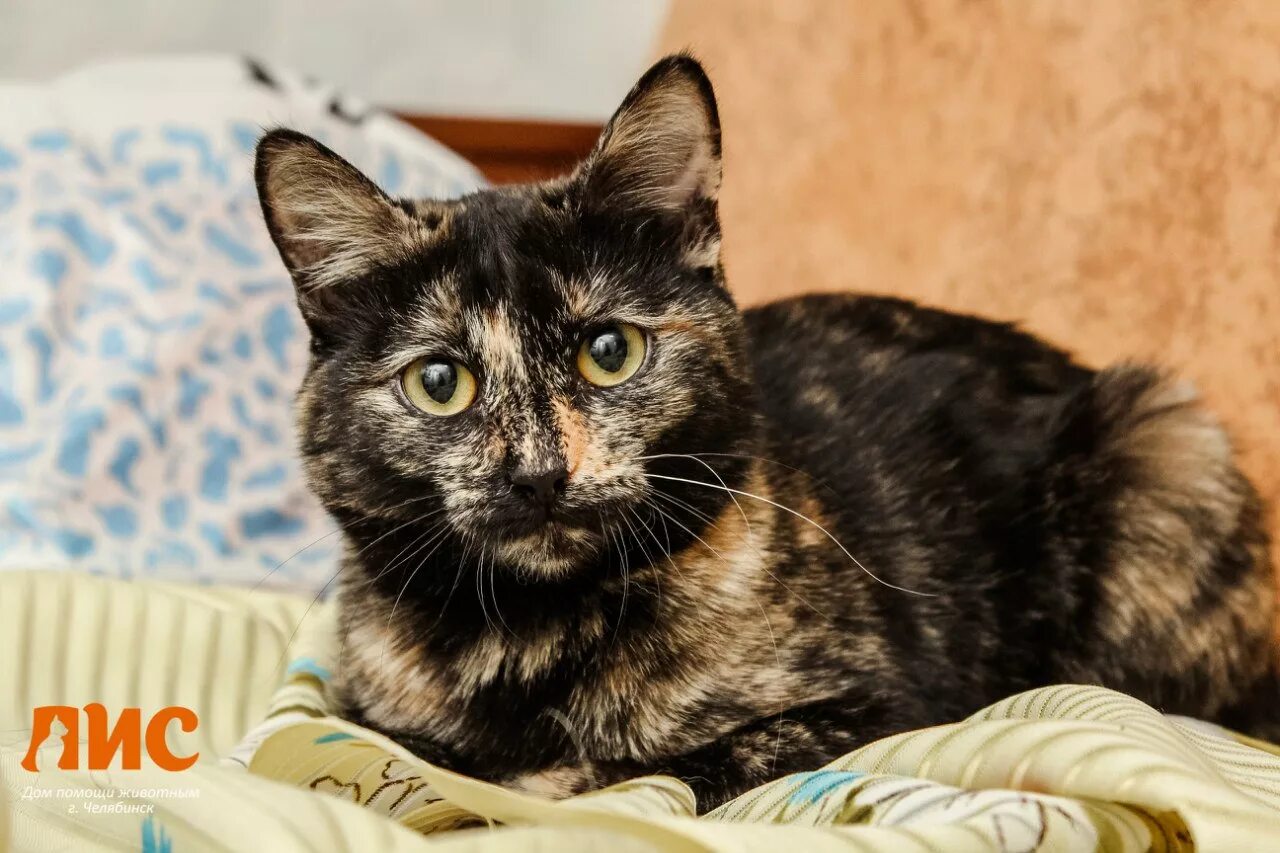 маркиз имя кота