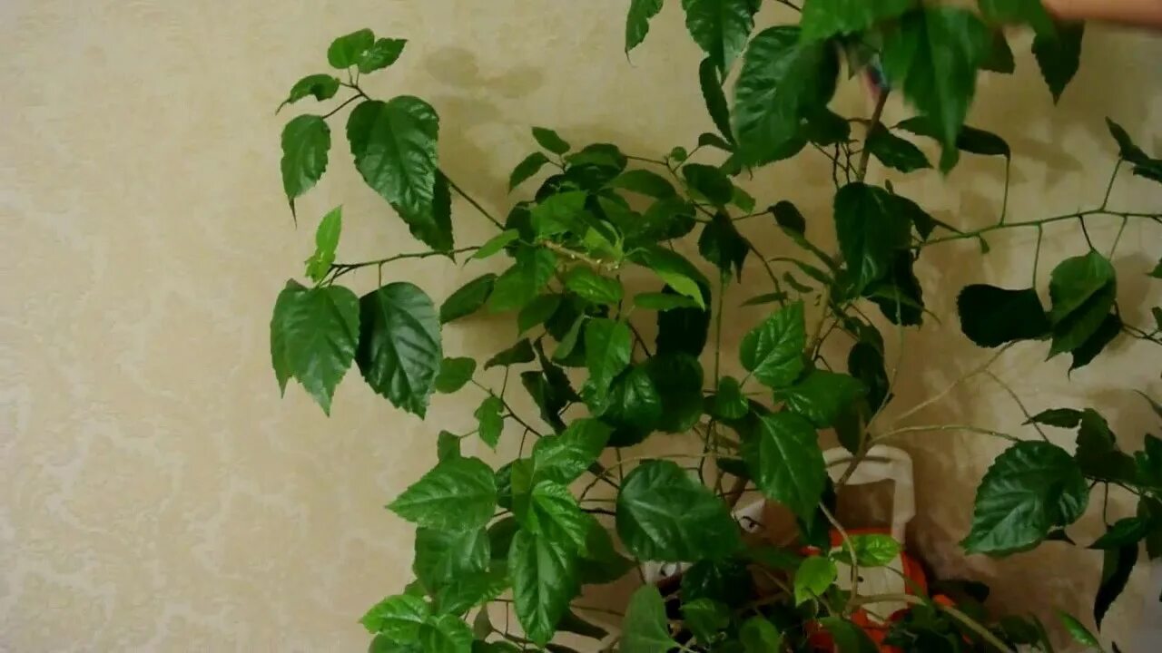 Почему не цветет розовая
