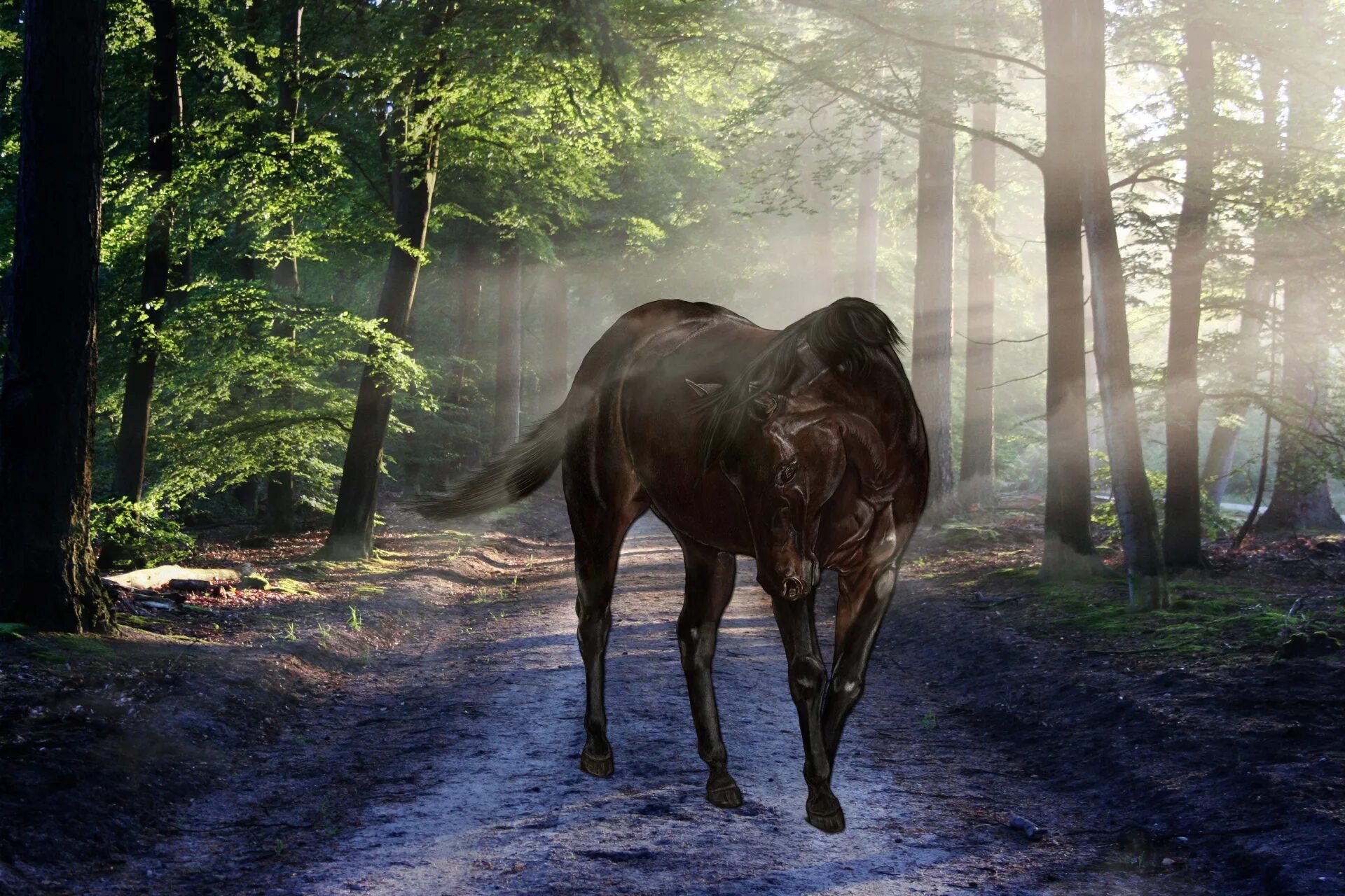 Дикие лошади в лесу. Лошадь в лесу летом. Табун лошадей. Дикая лесная лошадь. Лошадка в лесу.