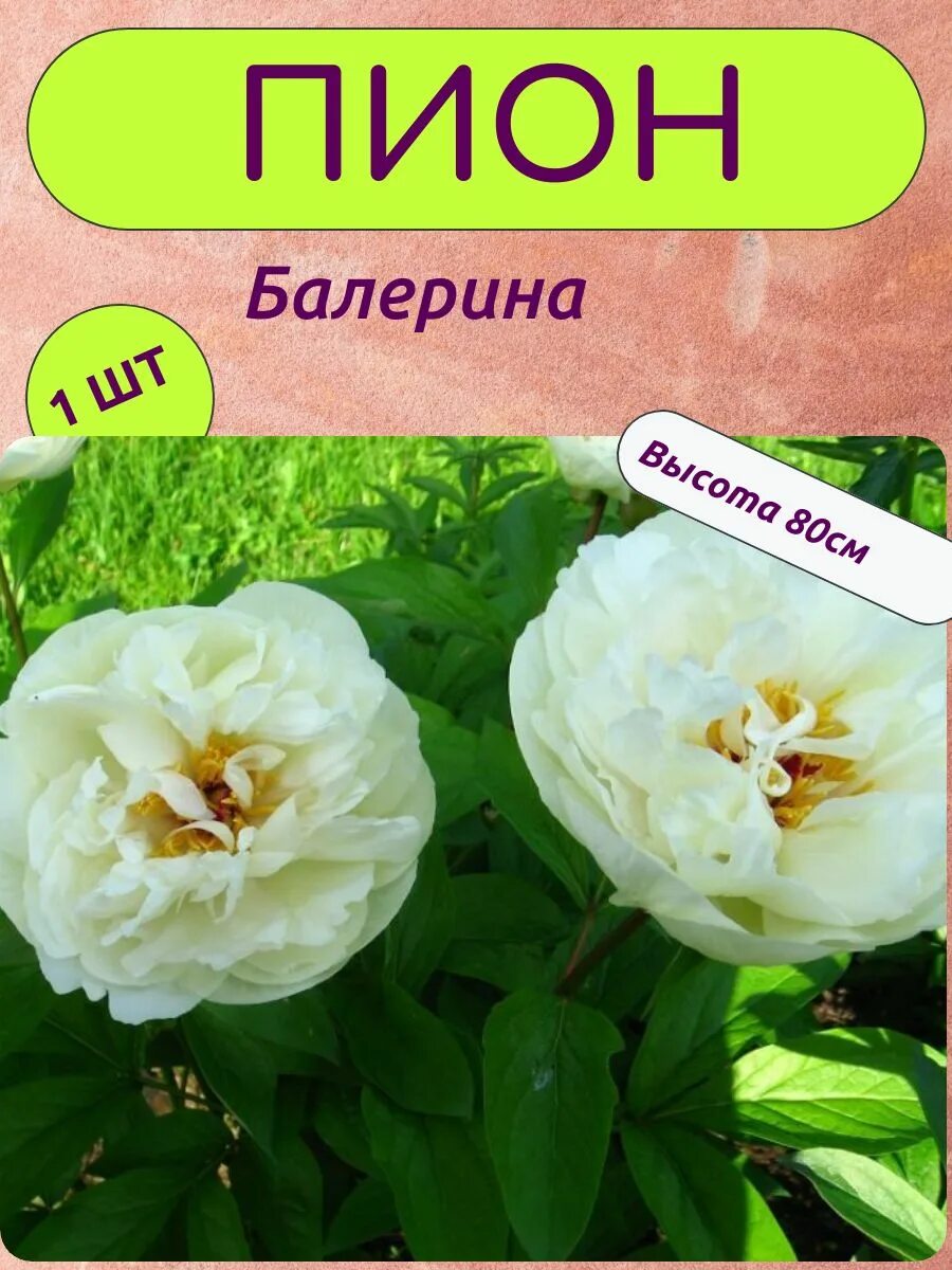 Пион балерина де саваль. Пион балерина де саваль. Пион прима балерина. Пион прима балерина скакодуб. Пион шахерезада скакодуб.