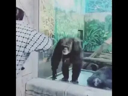 Приходить обезьяна