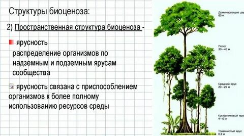 Изменение видового состава биоценоза