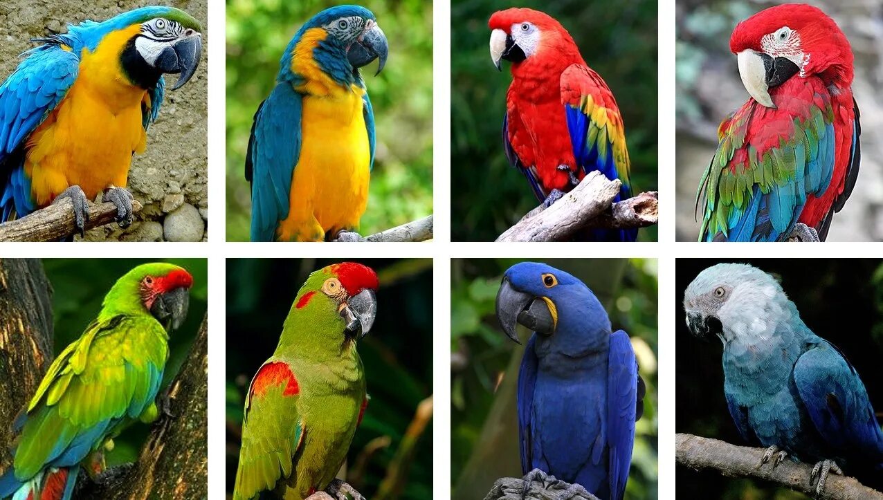 Сколько попугаев в мире. Попугай породы ара. Попугай ара расцветки. Гибридные попугаи ара. Попугай ара цвета.