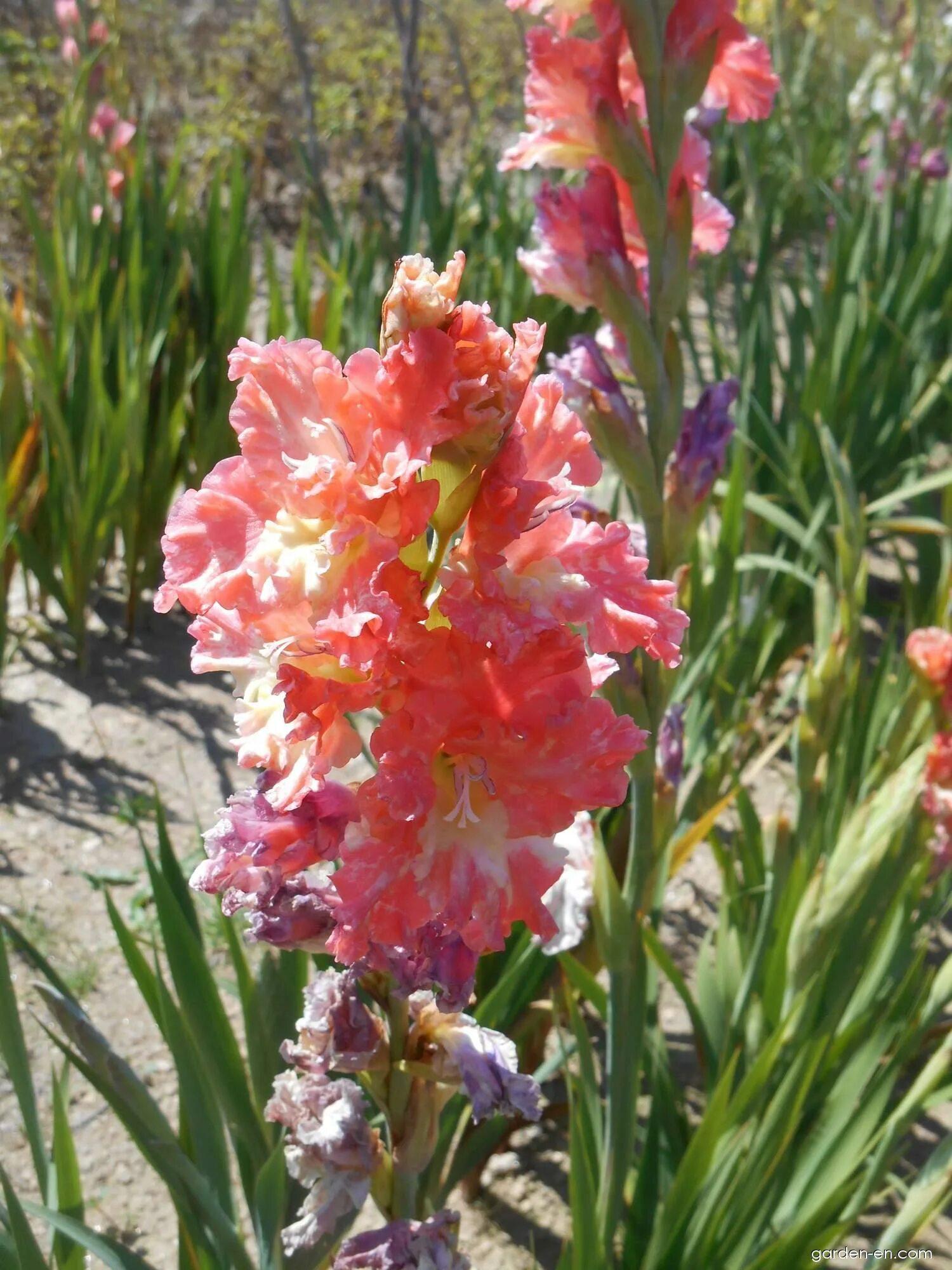 Гладиолус Брокен Харт. Гладиолус Фриззлд Пинк. Гладиолус Frizzled Coral Lace. Гладиолус Брокен Херт Фриззл.