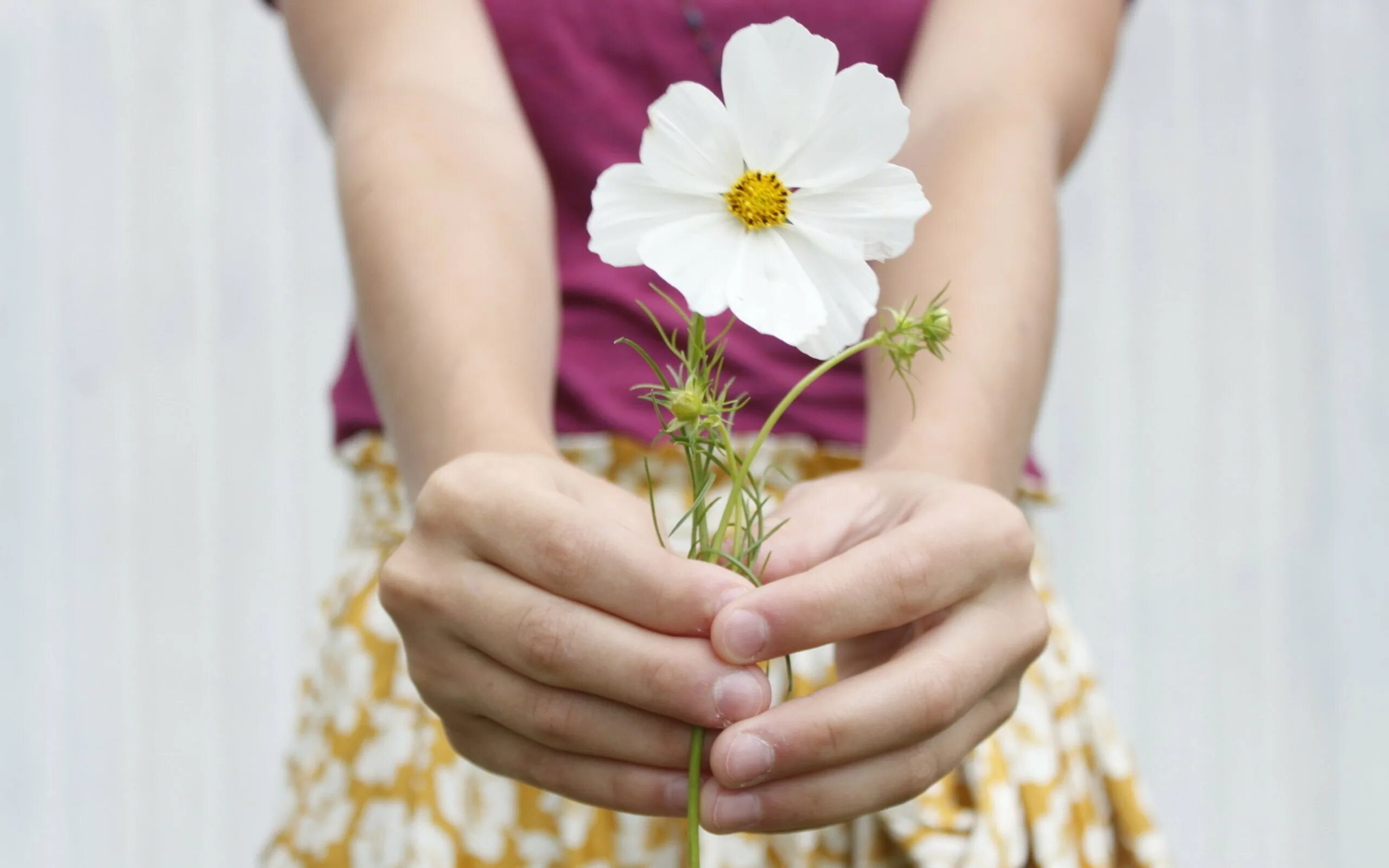 полевые цветы в руках. дарит цветы. рука дарит цветы. руки дарят цветы. руки дарят цветы.
