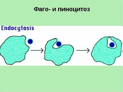 Пиноцитоз амебы