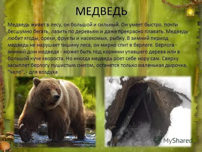 Где проживают медведи. Где живет медведь. Медведь живет в лесу. Где живет Медверь. Где живет медведь для детей.