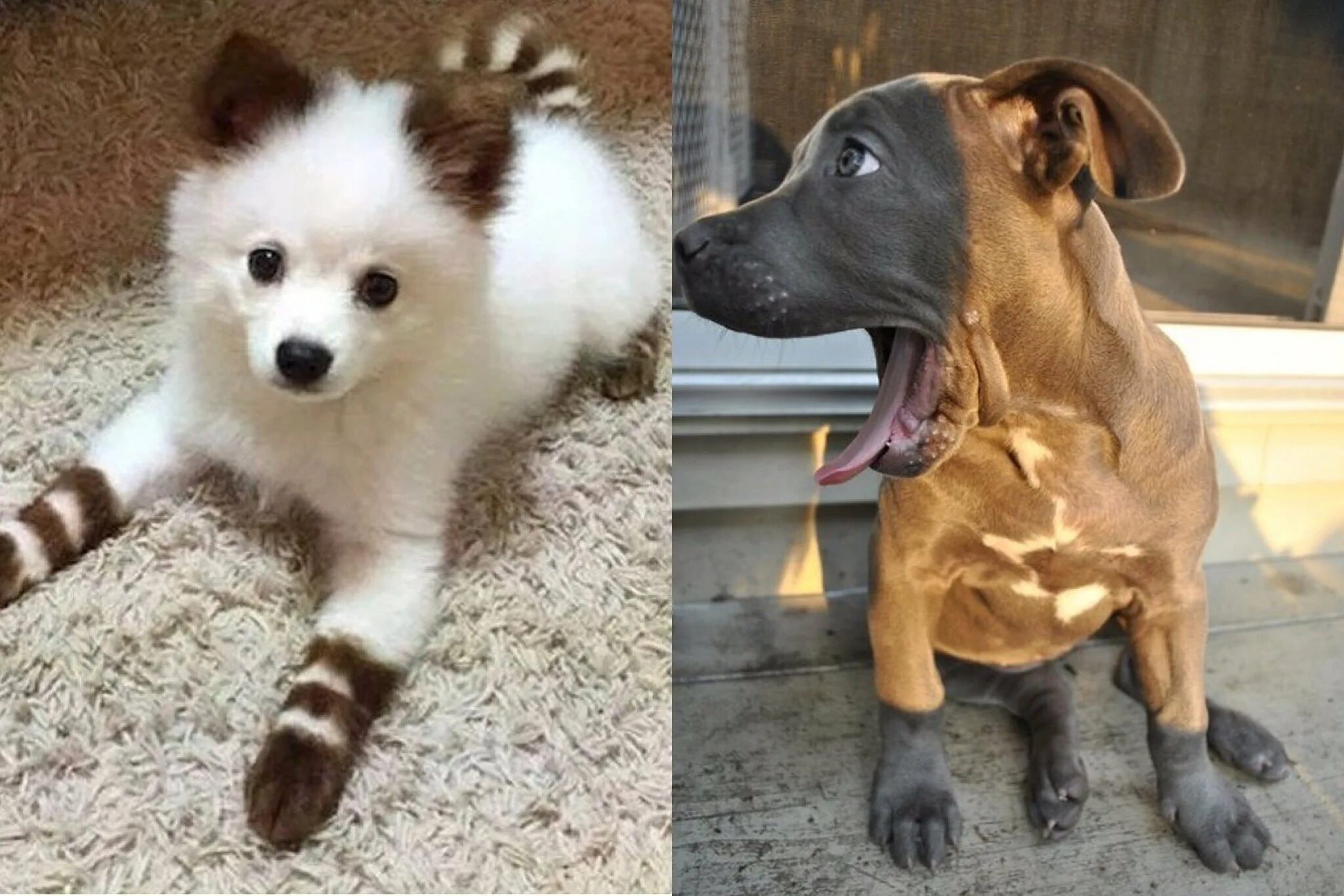 Бергамская пастушья собака. Самые редкие виды собак. Бергамаско шеферд. Экзотические щенята. Разные редкие породы собак.