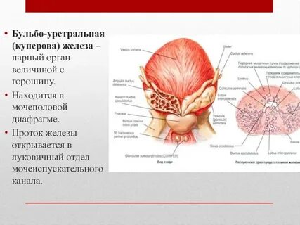 Предстательная железа п