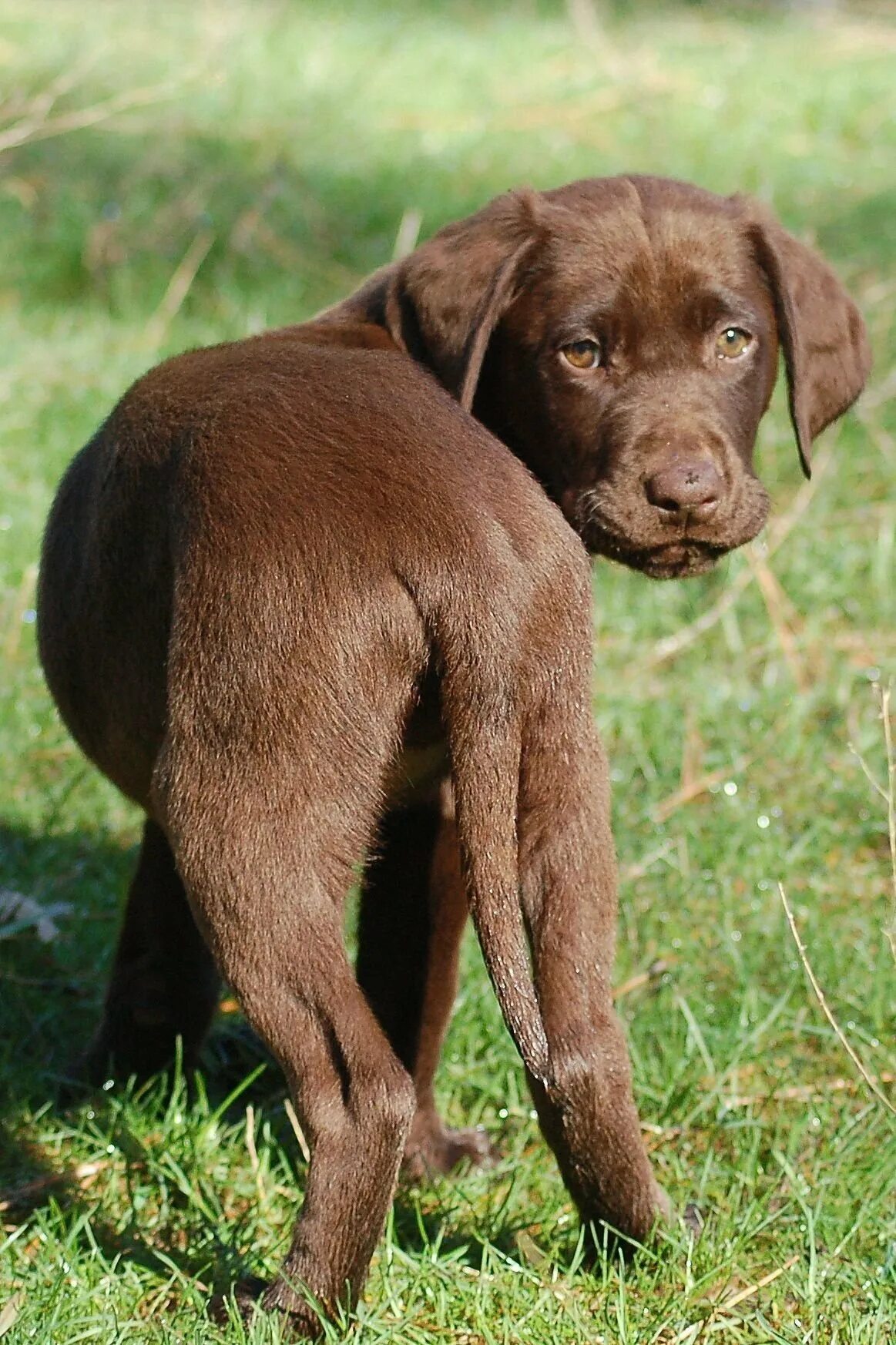 Порода с черно коричневым окрасом. Лабрадор ретривер шоколадный. Шоколадный лабрадор щенок. Лабрадор гладкошерстный шоколадный. Американский лабрадор шоколадный.