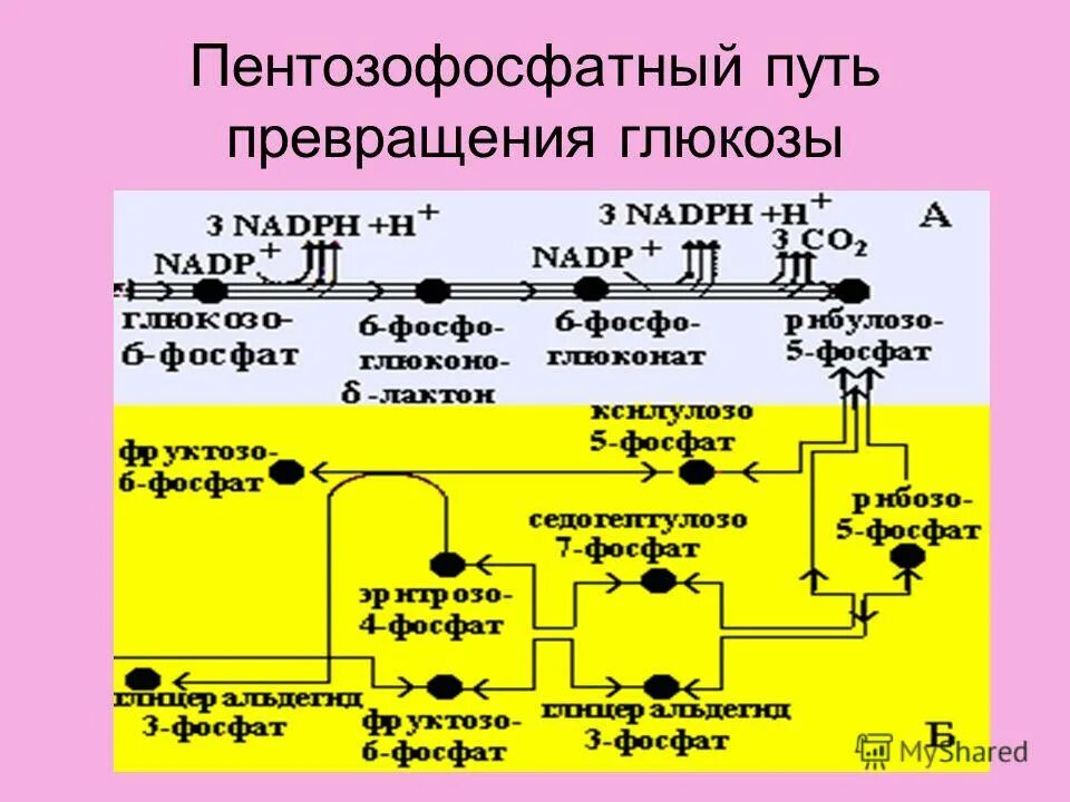 арахидоновая кислота пути превращения. путь превращения. пути метаболизма фенилаланина. путь превращения. окислительный пентозофосфатный цикл.