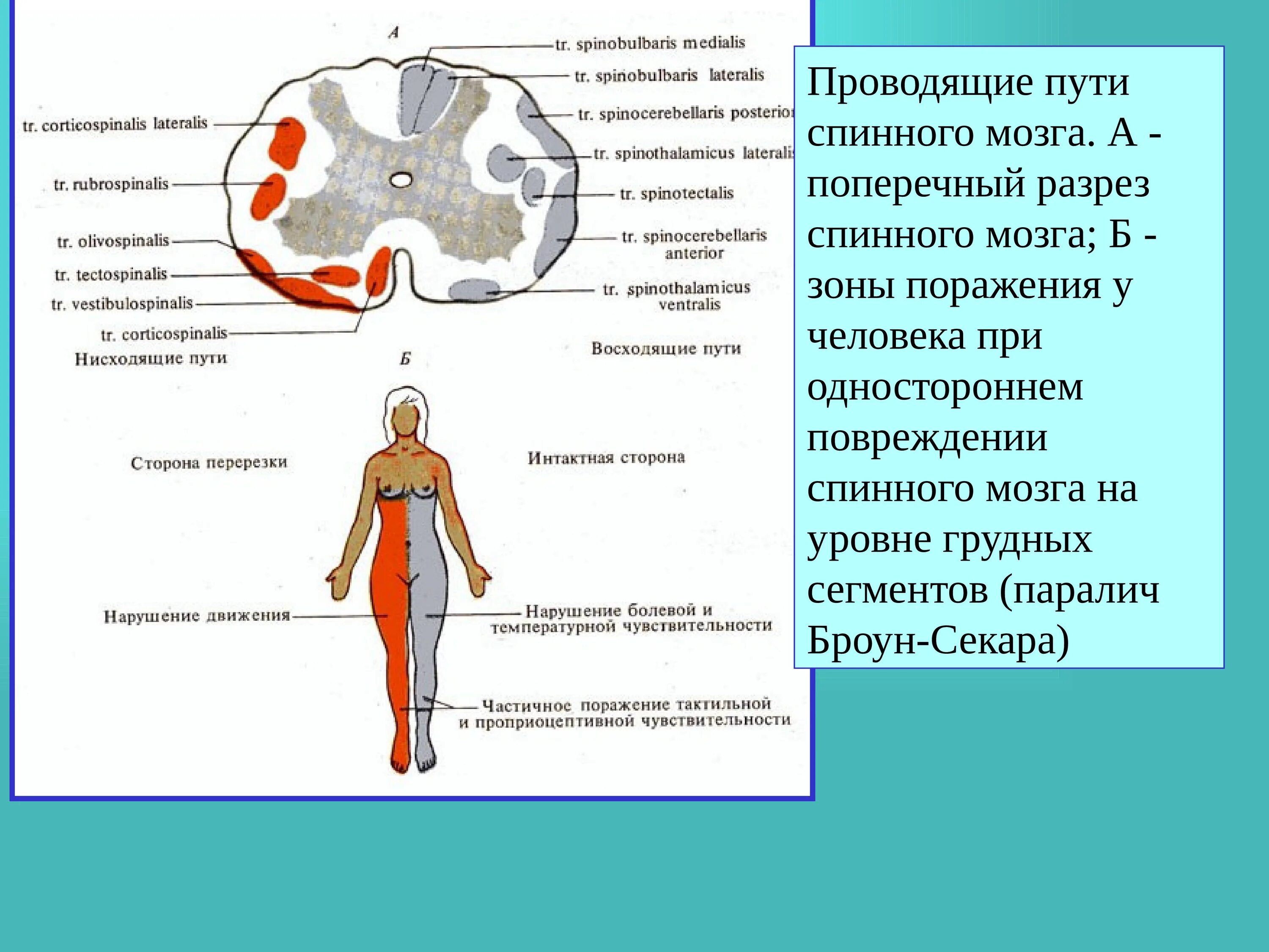 Рефлекторные акты человека при участии спинного мозга. Рефлекторная и Проводящая функции спинного мозга. Рефлекторная функция спинного мозга. Рефлексы спинного мозга.