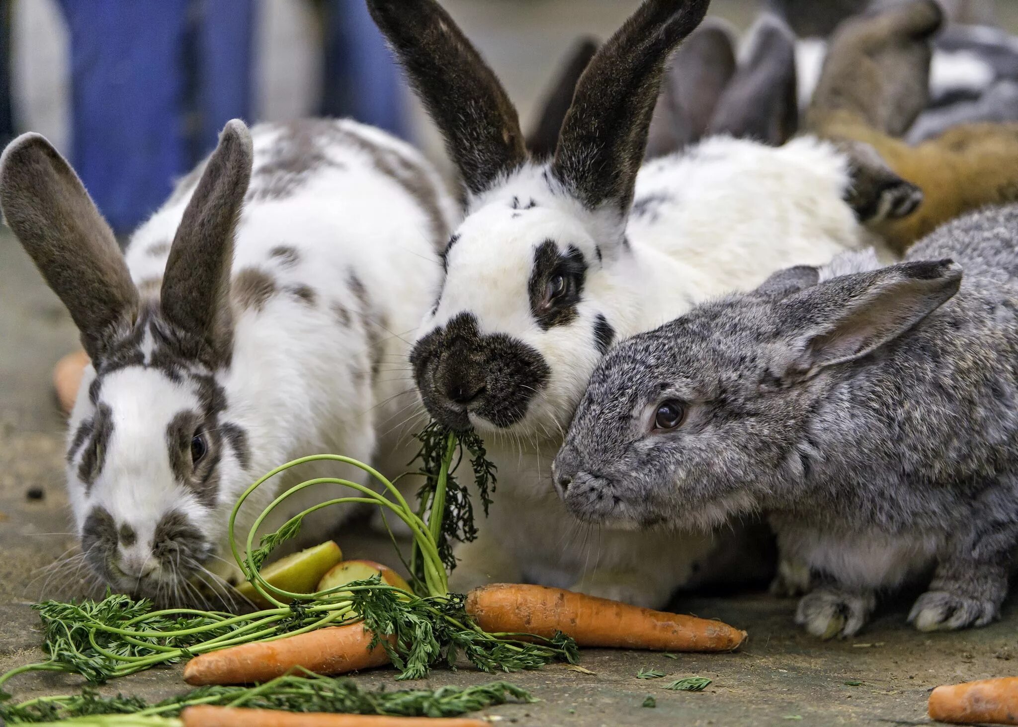 Можно ли кроликам клубнику. Кролики. Кролик домашний. Кролик с морковкой. Кролик кушает.